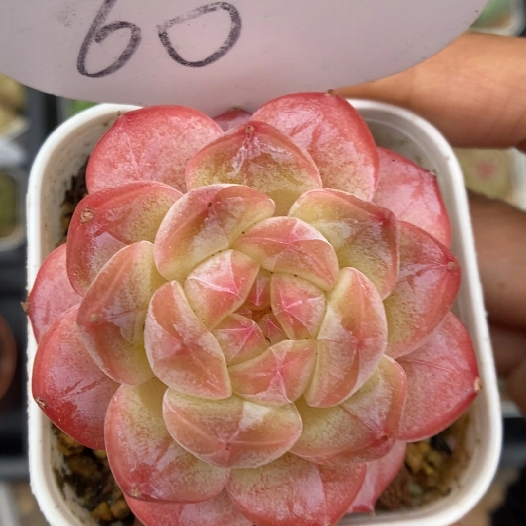 美心可拍60号。