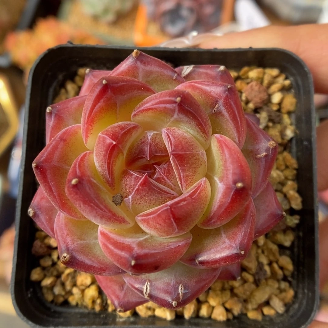 酒红珍妮可拍。