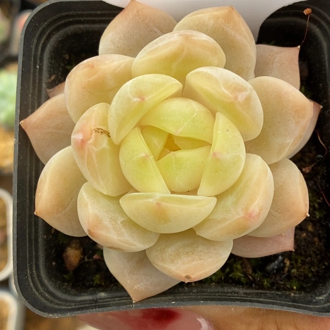 圆****线黄透心珍妮可拍9059号