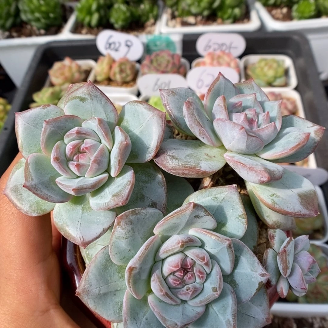 粉钻心珍妮群生可怕。