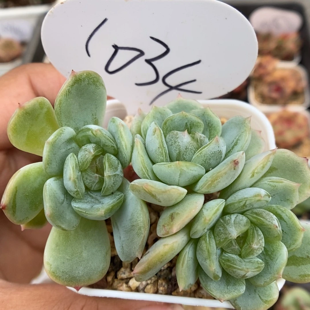 白色恋人可拍1034号