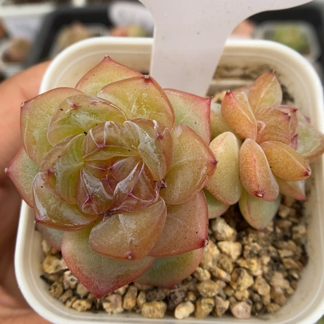 星河双头可拍117号