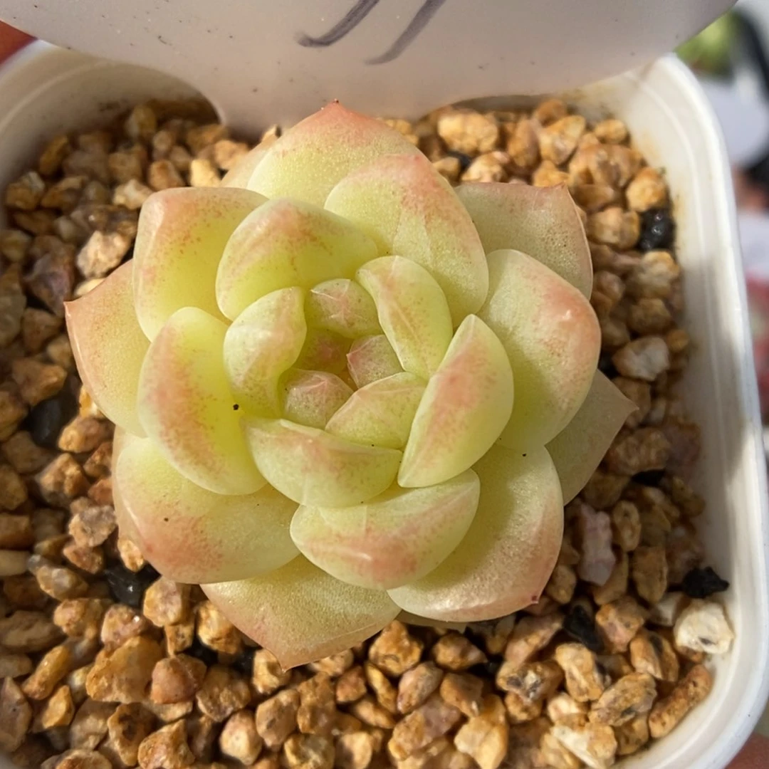 糖心珍妮可拍9071号。