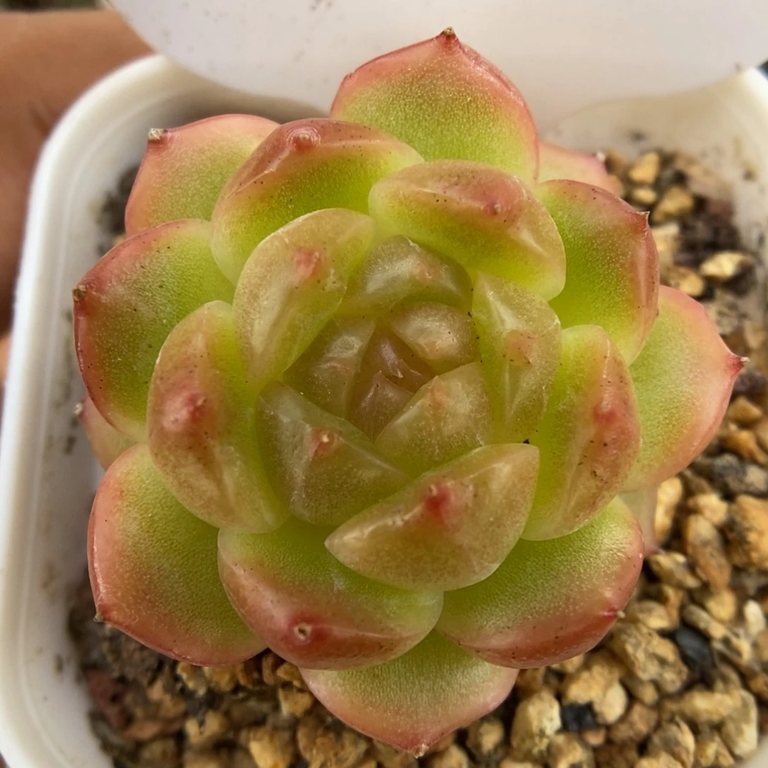 油透珍妮可拍1092号