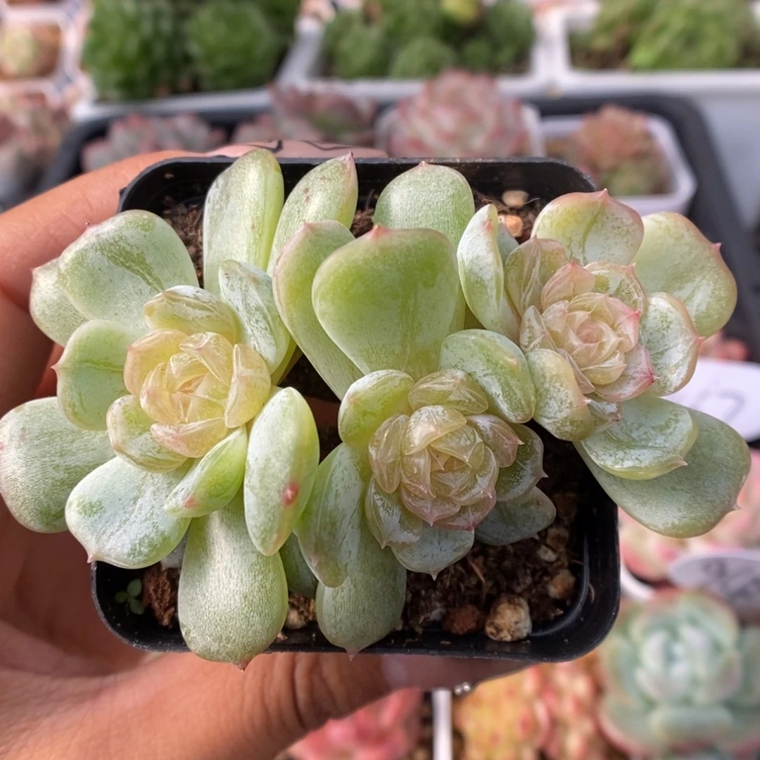 白色恋人可拍三头。