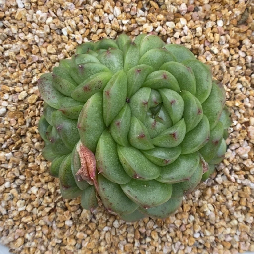 翡冷翠麦秆可拍9450号