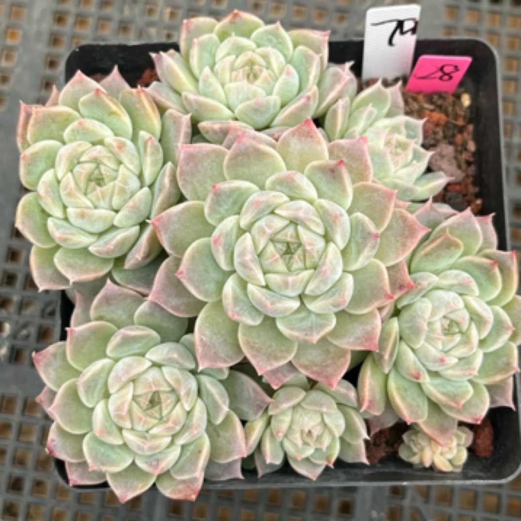 78号冰魄群生多肉