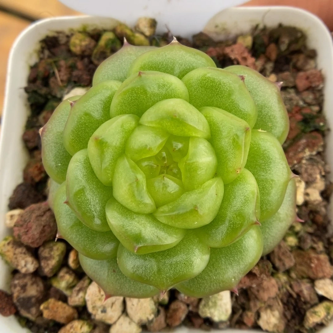 灯泡珍妮可拍5039号。