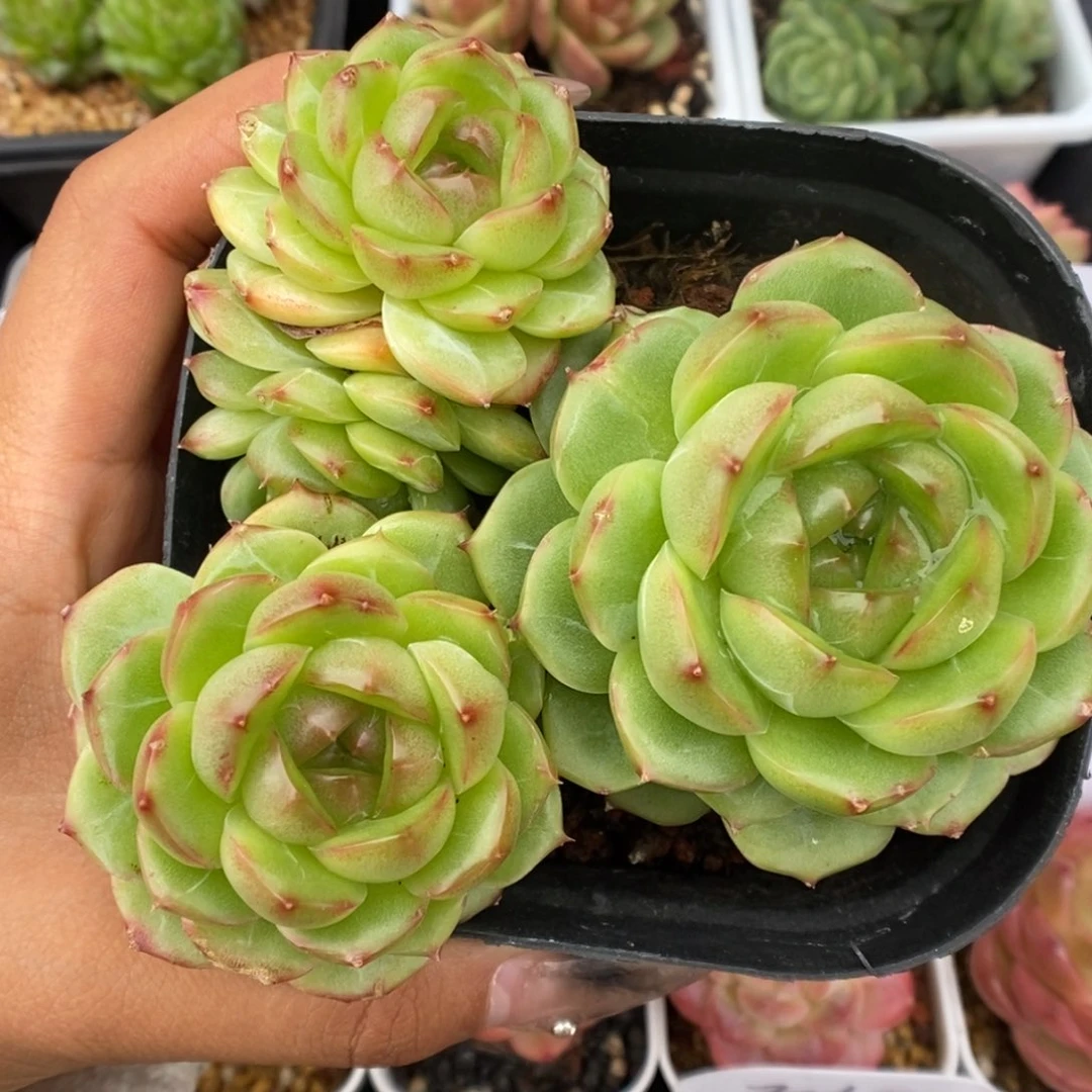 油透珍妮群生可拍。