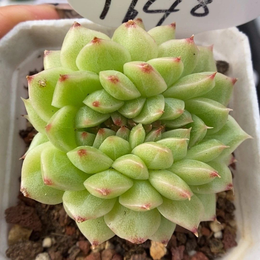 麦秆缀化可拍9648号。