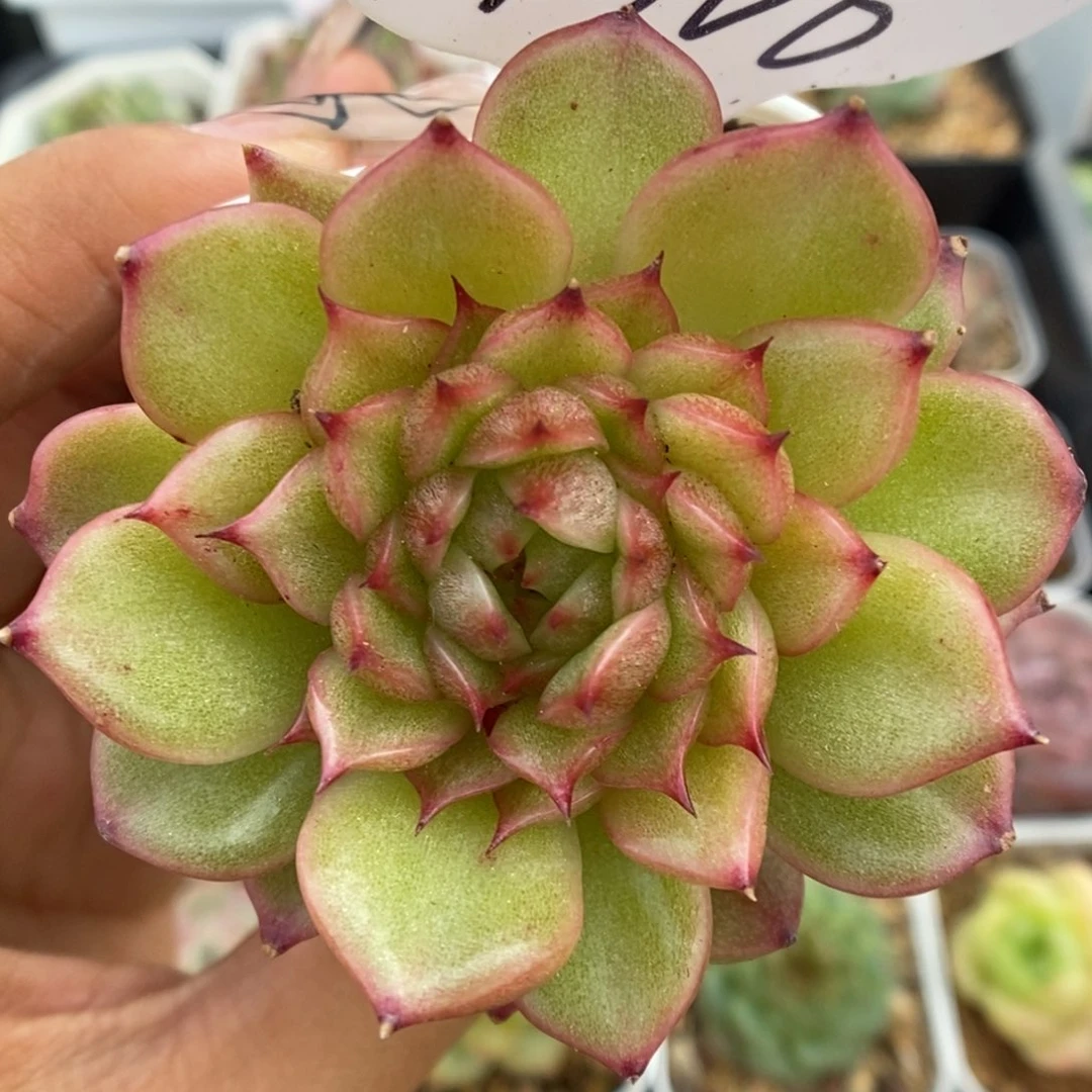 玉玲珑可拍9706号