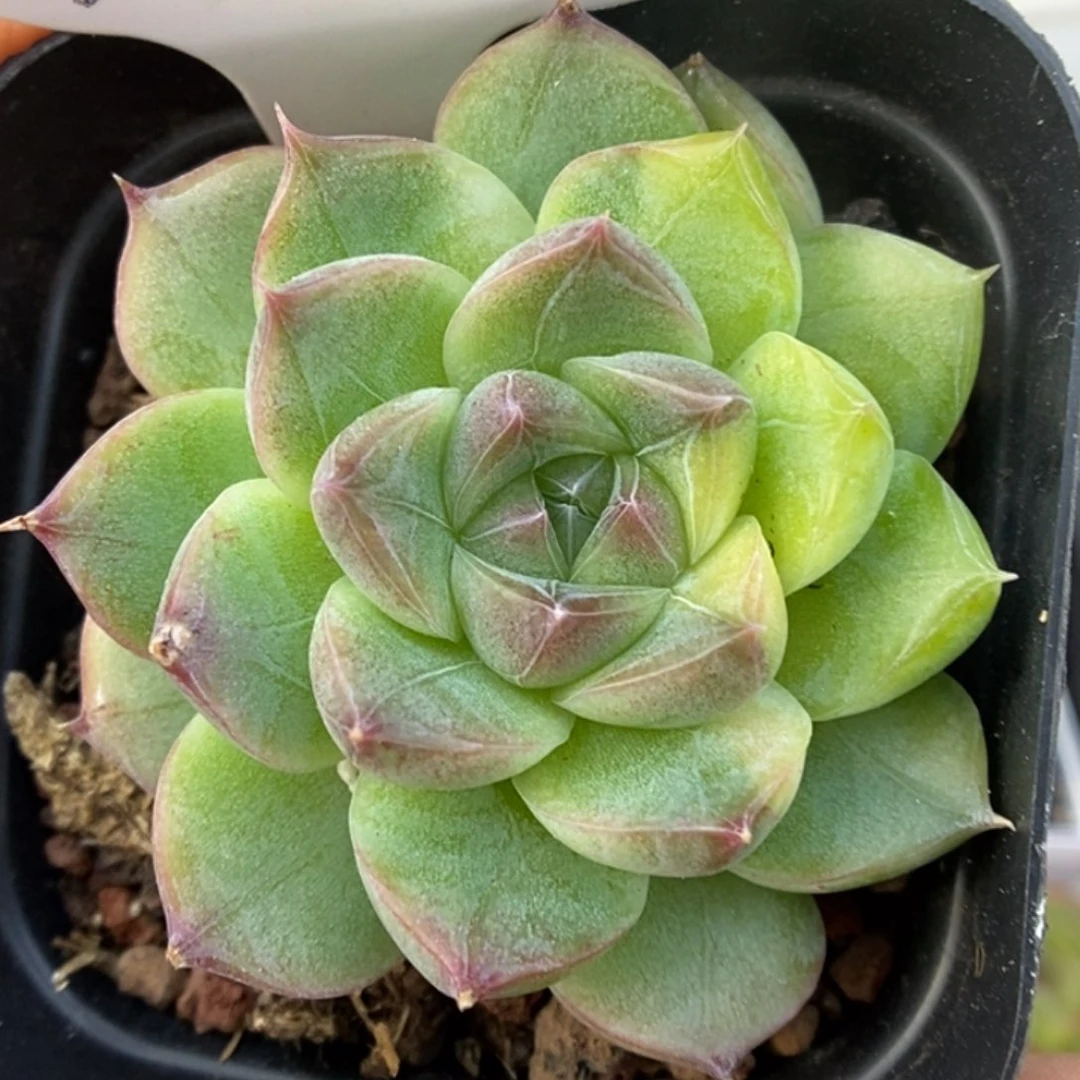 珍妮锦可拍91号。