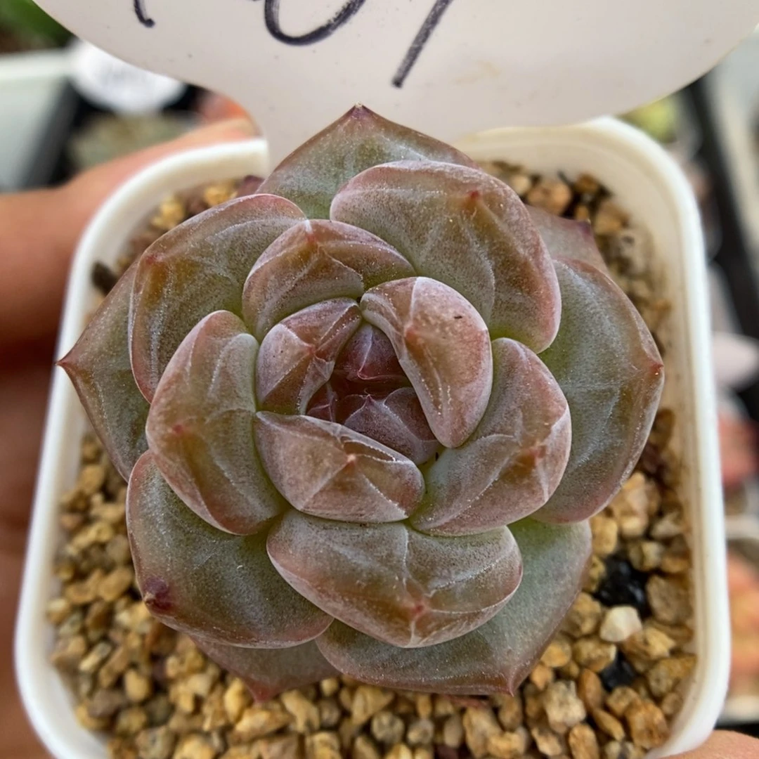 芋泥波波可拍1067号