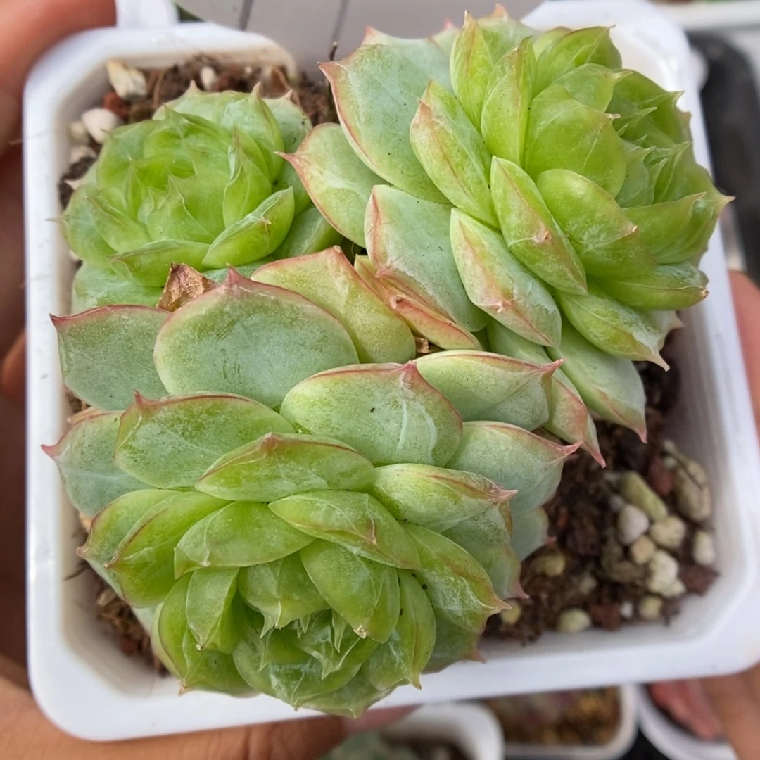 琉璃透心珍妮可拍97号。
