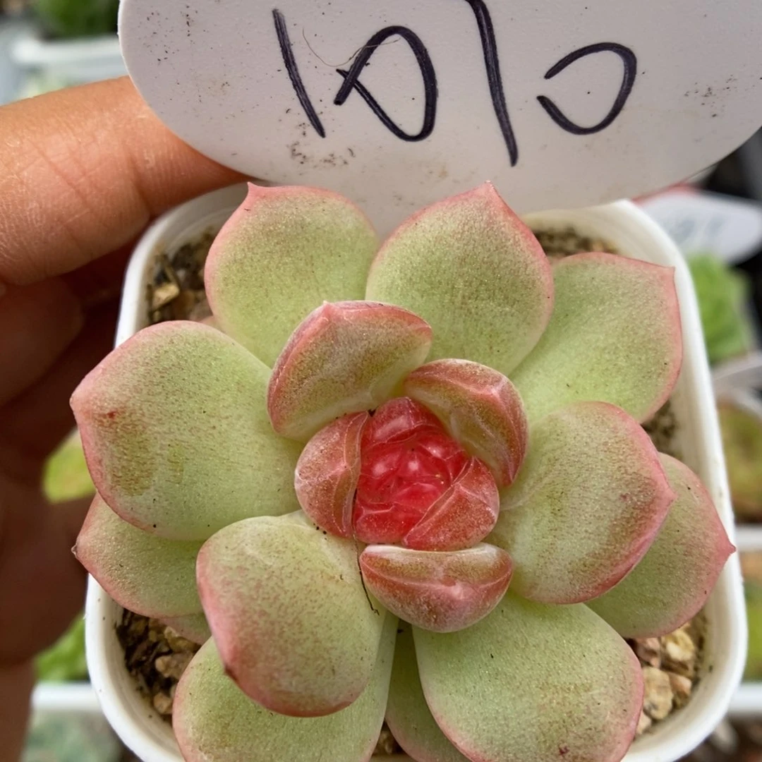 琴心单头可拍1010号