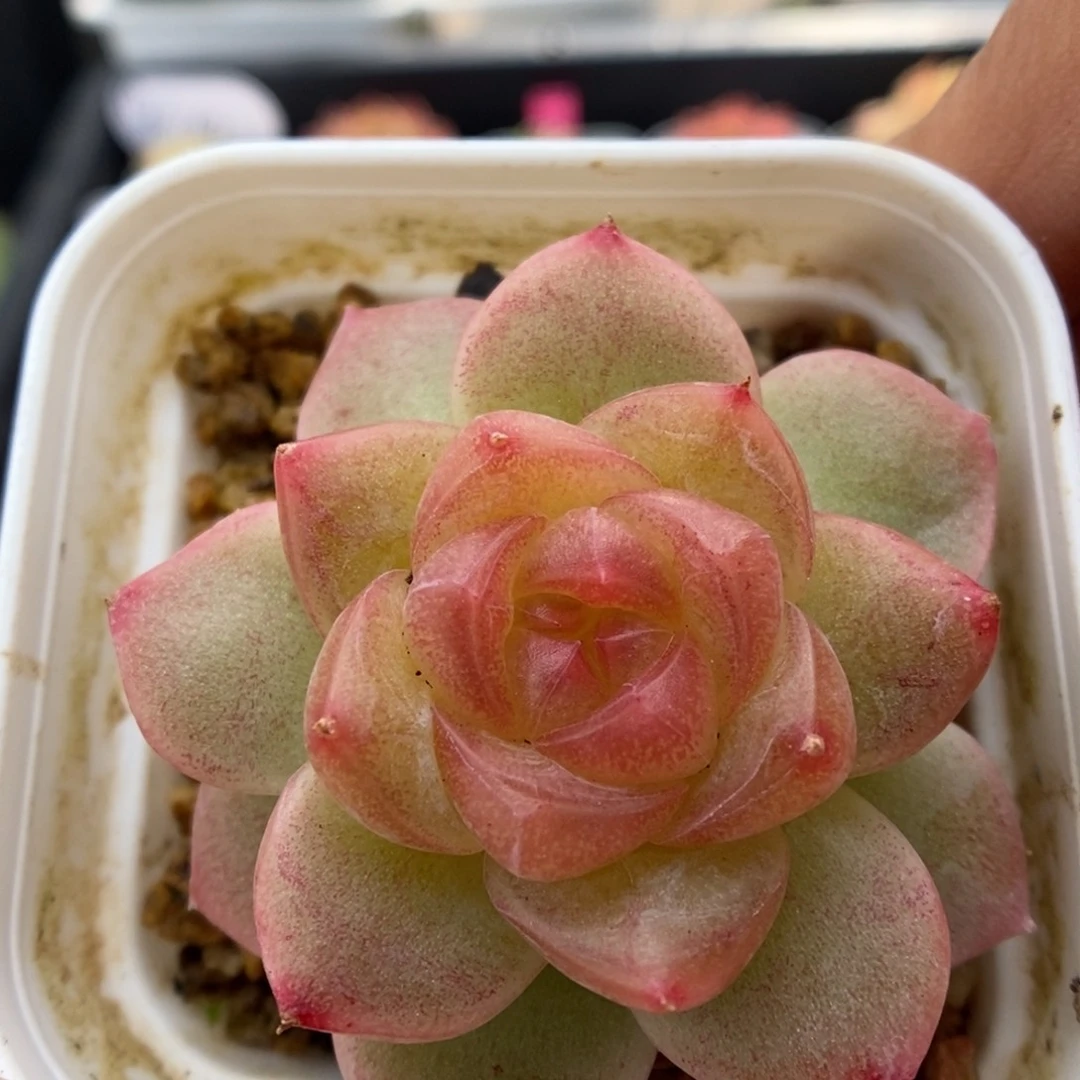 雪碧可拍9503号。