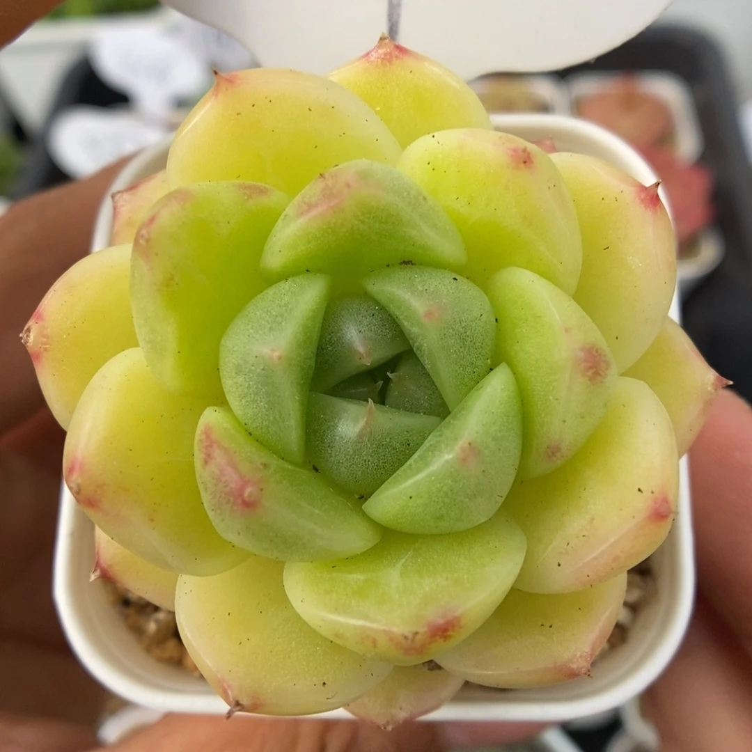 油透麦秆可拍621号。
