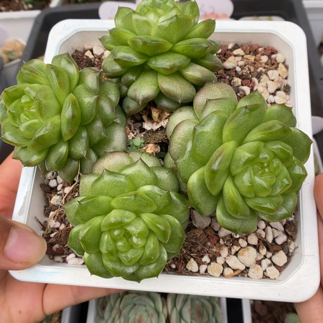 灯泡珍妮可拍群生