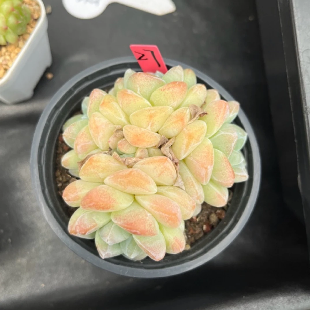 老桩冰玉自然群27号