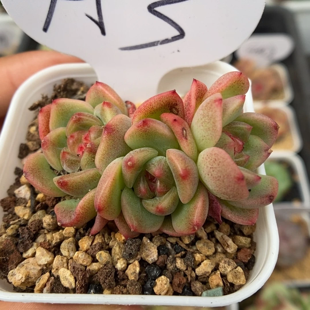 蜜糖甜心可拍453号。