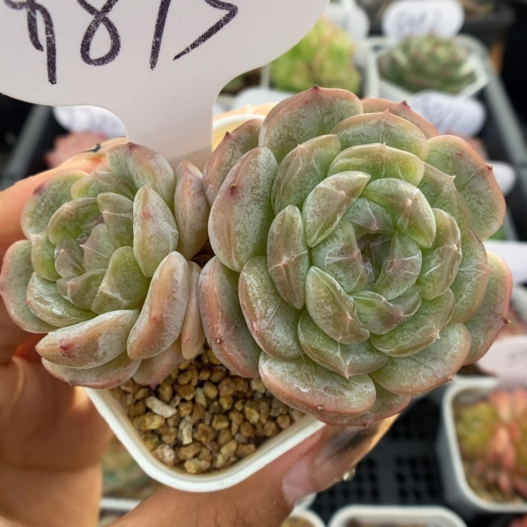 白色恋人可拍9873号