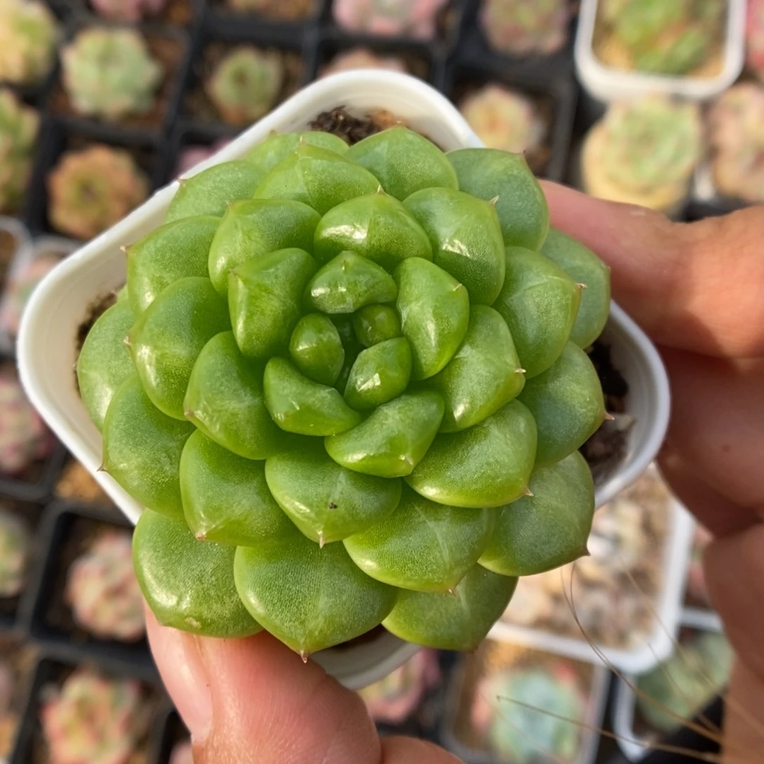 绿妖单头可拍。