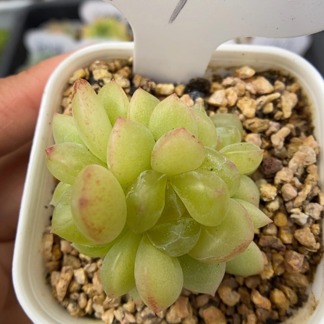 冰淇凌群生可拍41号。