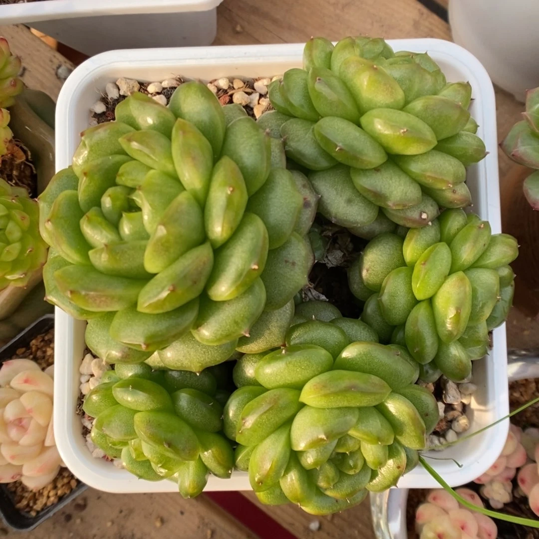 灯泡珍妮群生可拍。