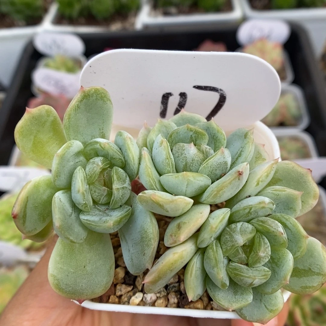 白色恋人可拍127号