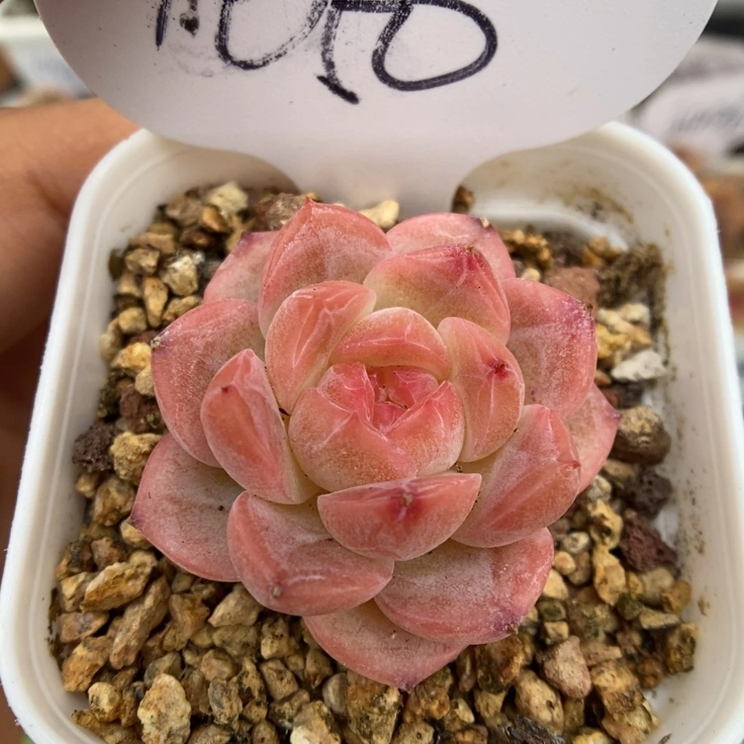 粉油透珍妮可拍1050号