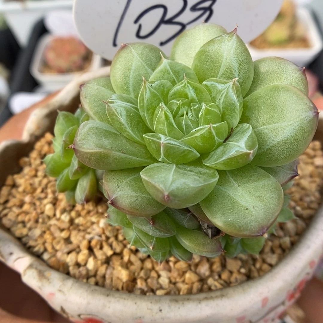 缤纷珍妮群生1039号。