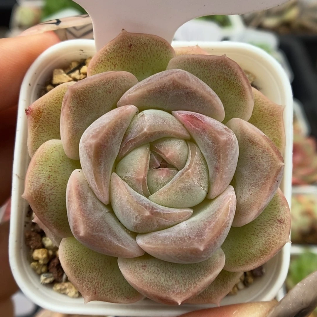 良辰单头可拍9865号。