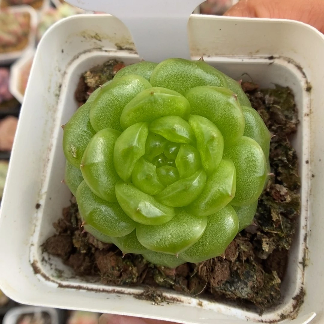 灯泡珍妮可拍66号