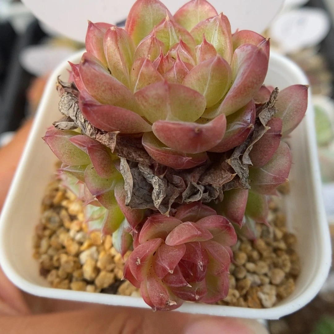 缤纷珍妮可拍手捧2号。
