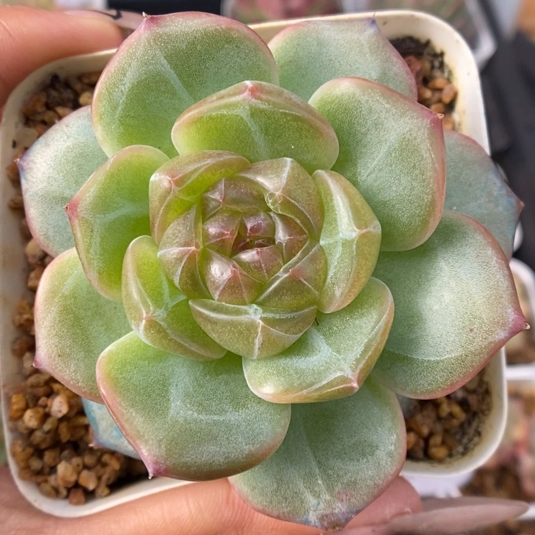 钻石心珍妮可拍9349号