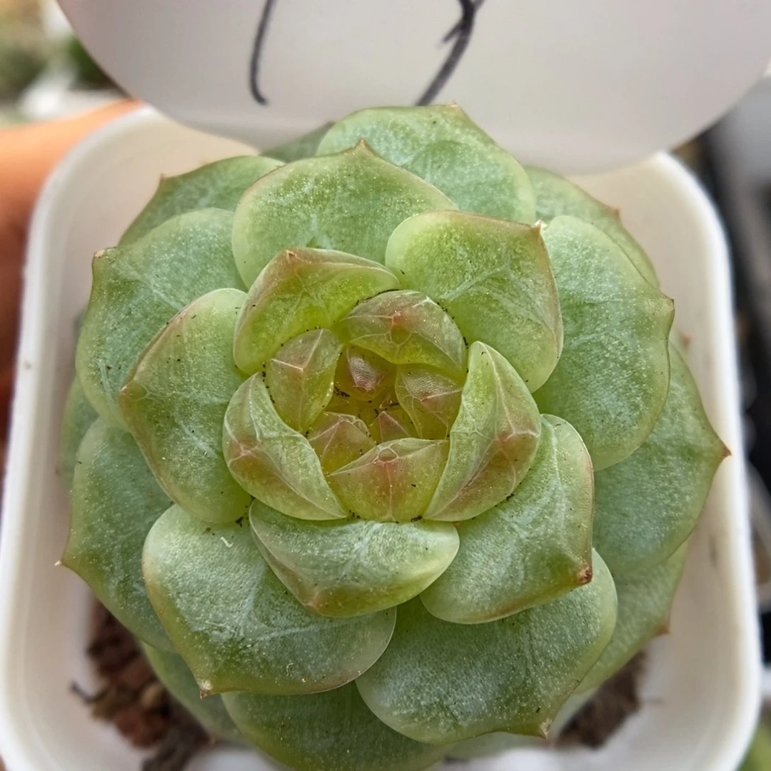 透心珍妮可拍19号。