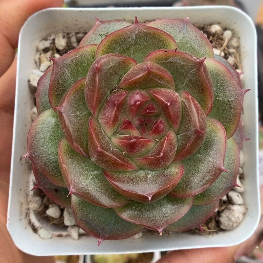 珍妮麦秆可拍1186号