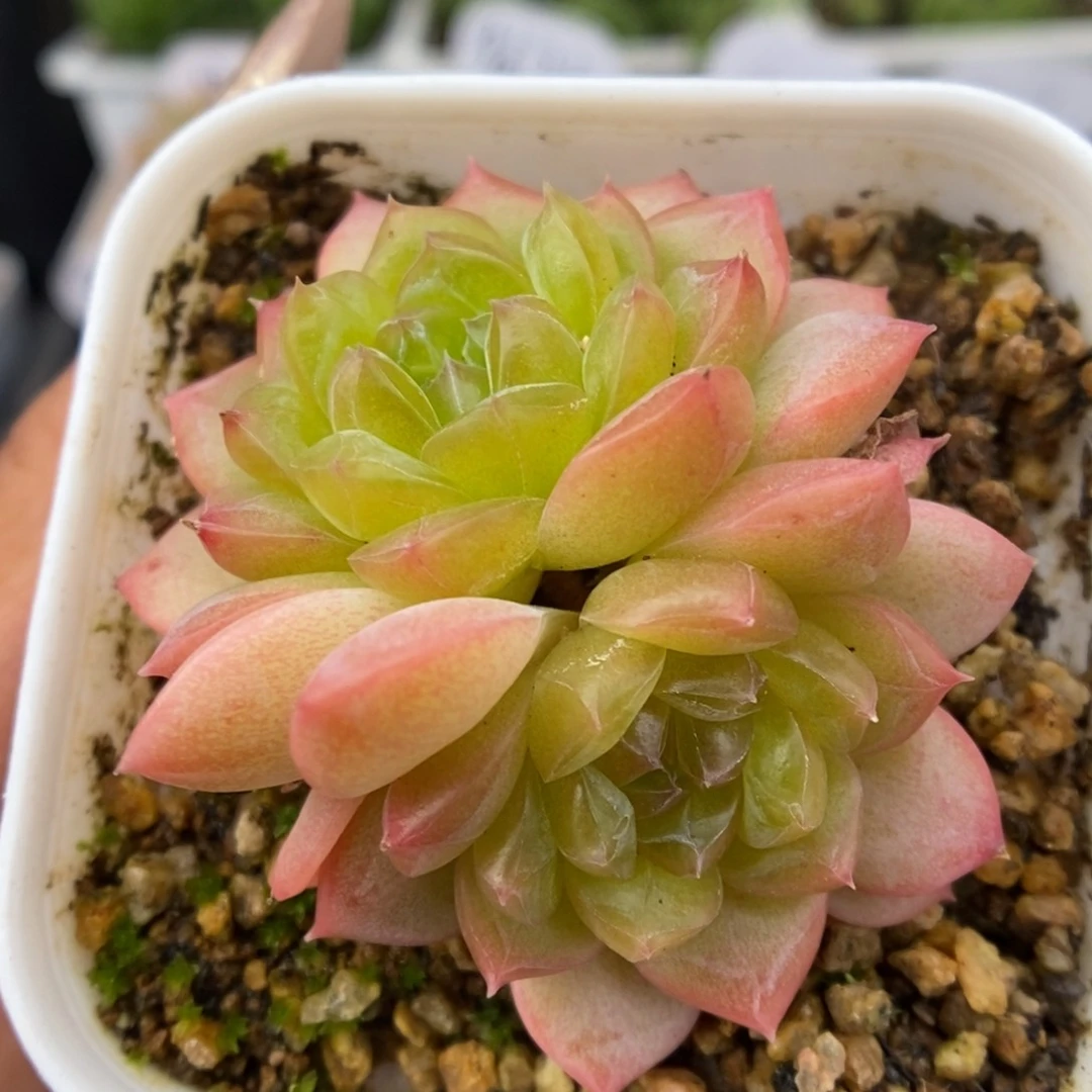 小绿可拍双头41号。