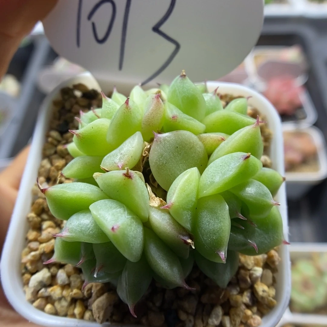 蜜蜡麦秆四头可拍1013号