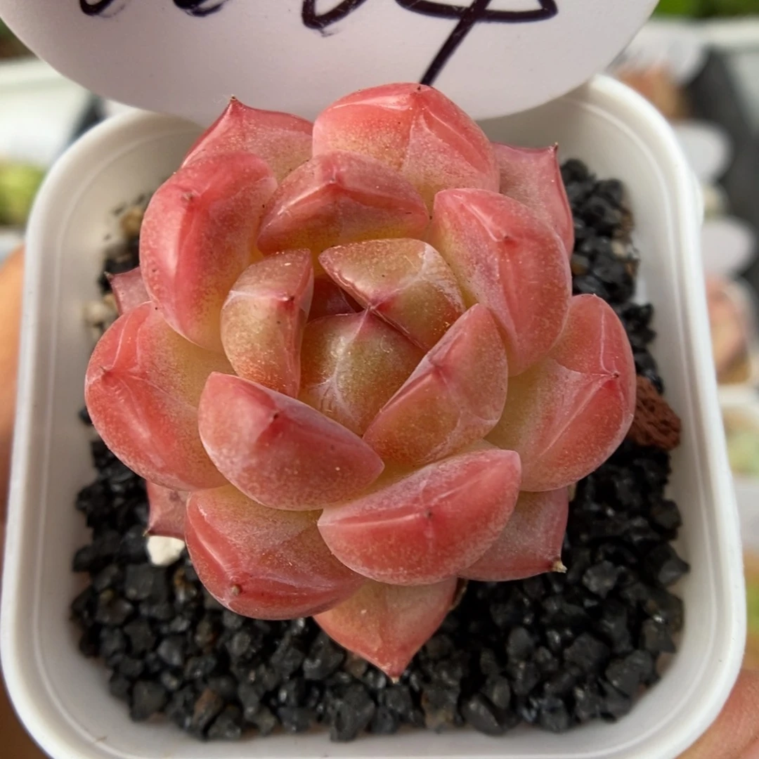 粉透珍妮可拍6004号