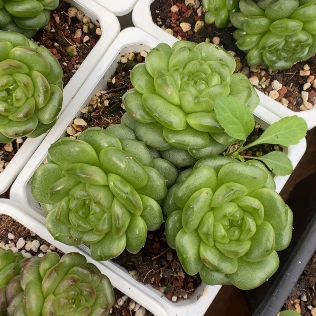 灯泡珍妮群生可拍。