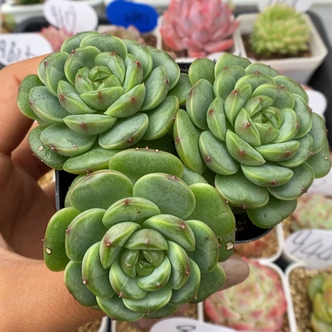 绿妖群生可拍。