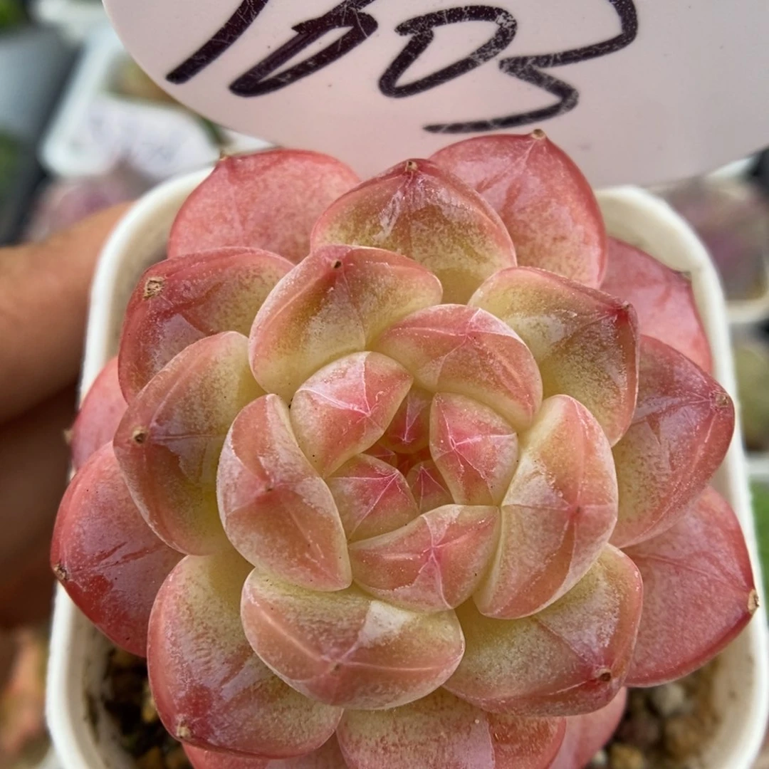 美心优选可拍9603号。