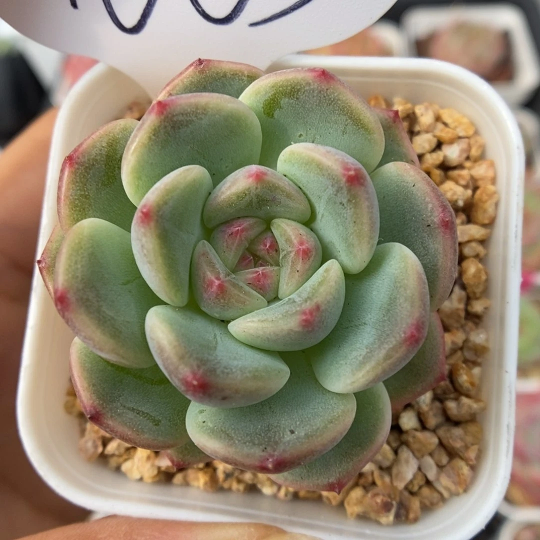 蜜糖甜心可拍1003号。