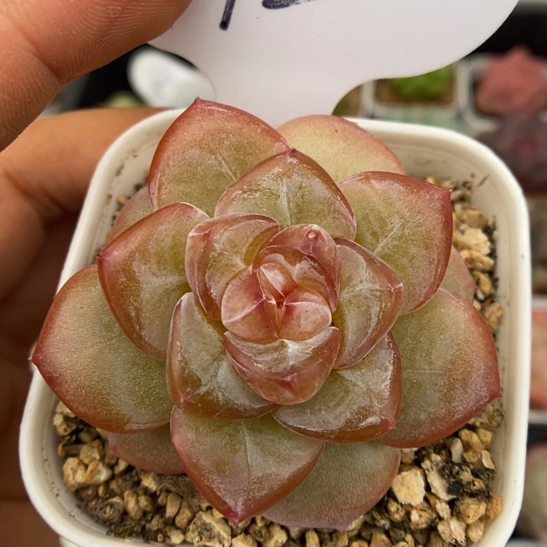 金雀单头可拍1072号