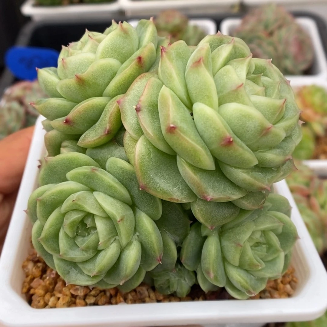 珍妮麦秆群生可拍。