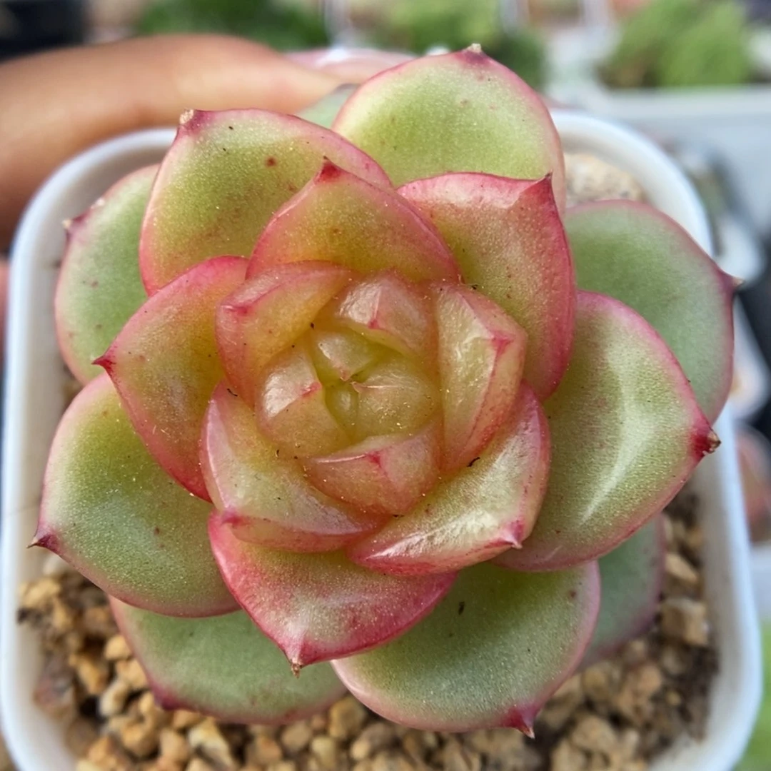 玉芷珍妮可拍9485号