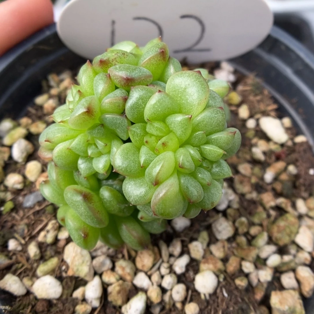 灯泡珍妮缀化可拍172号。