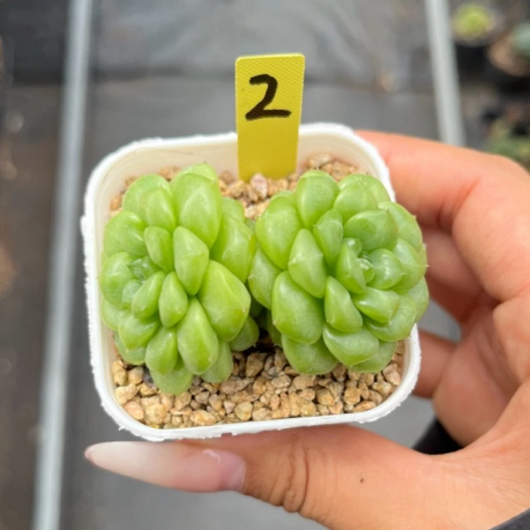 绿腰双头可拍2号多肉