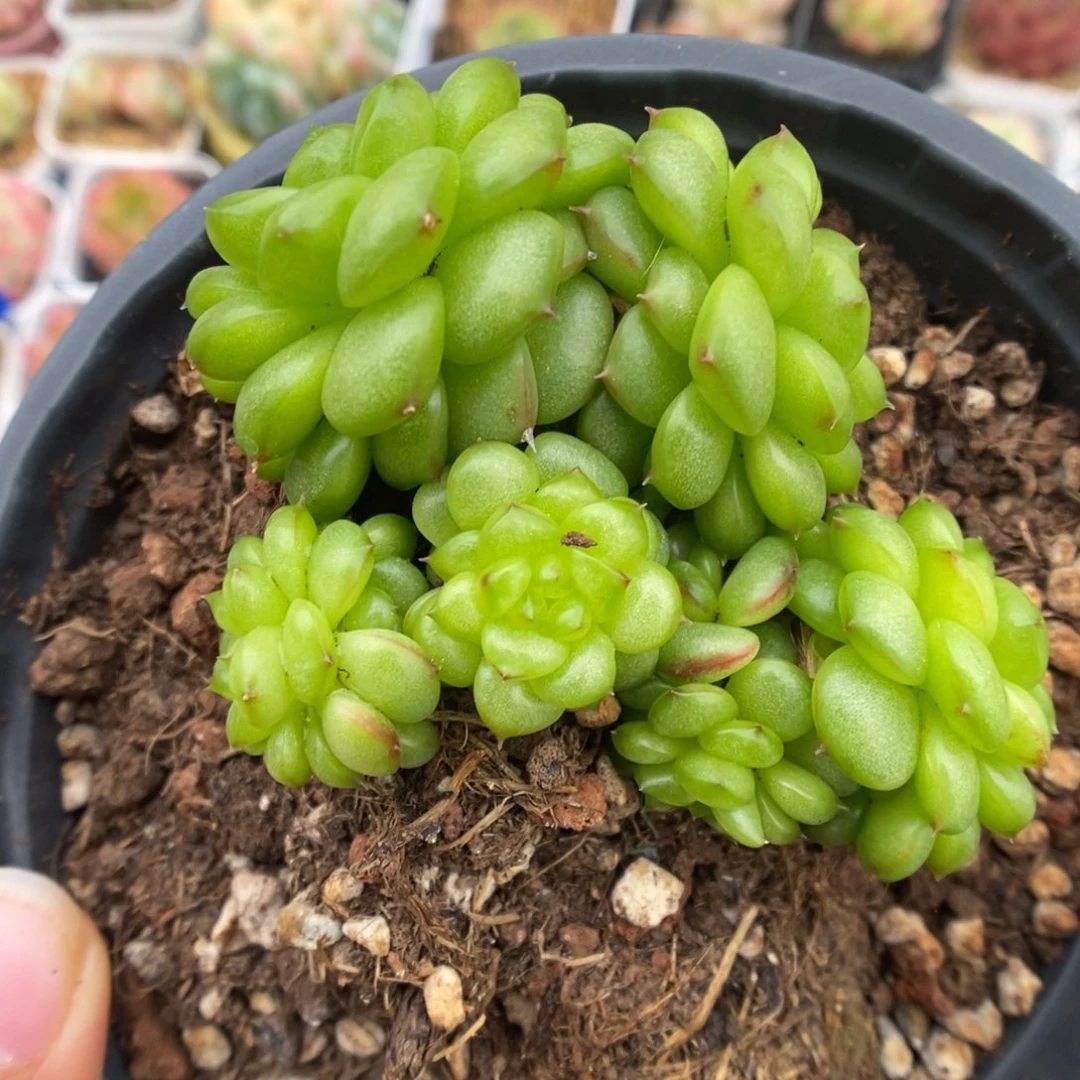 灯泡珍妮群生可拍。